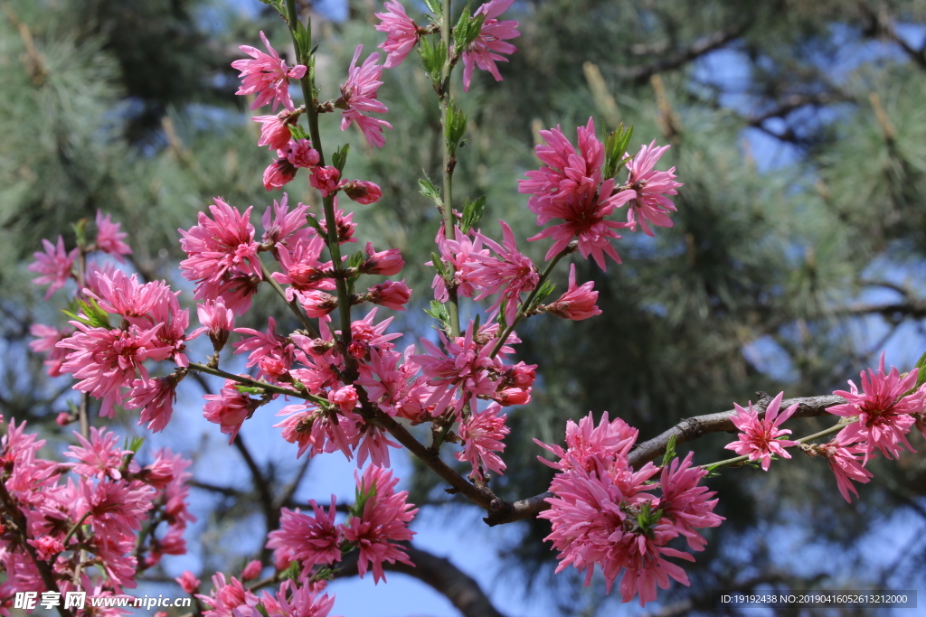 菊花桃