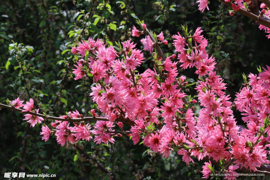 菊花桃