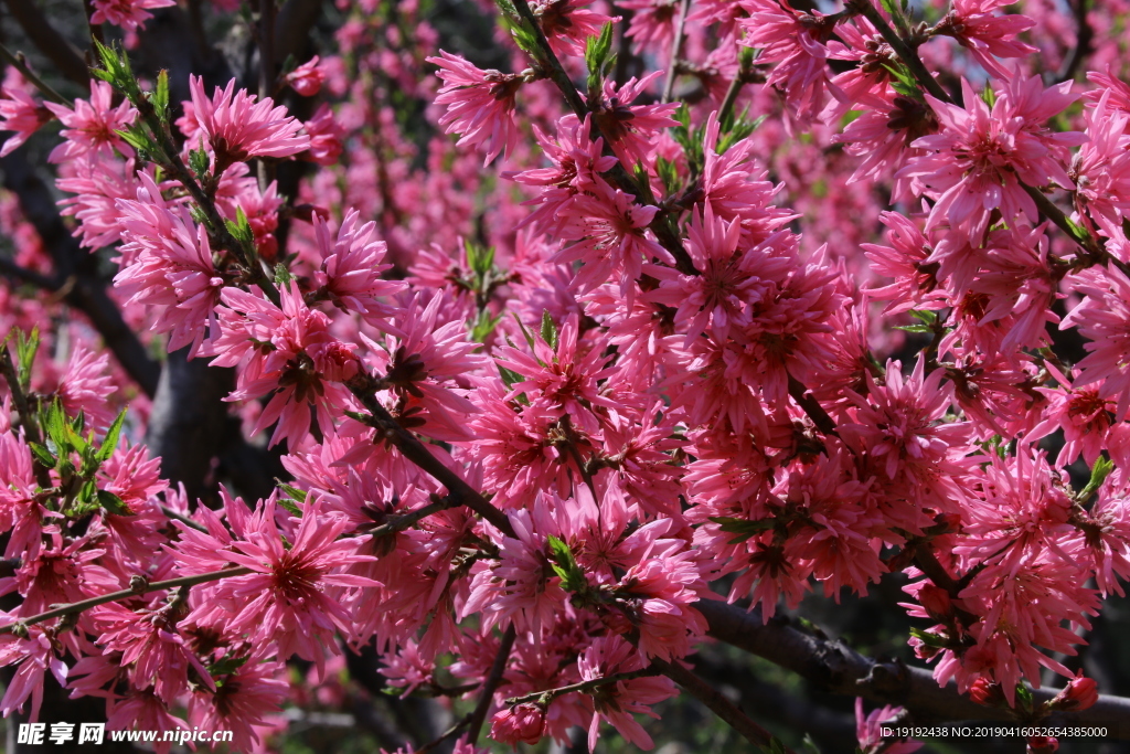 菊花桃