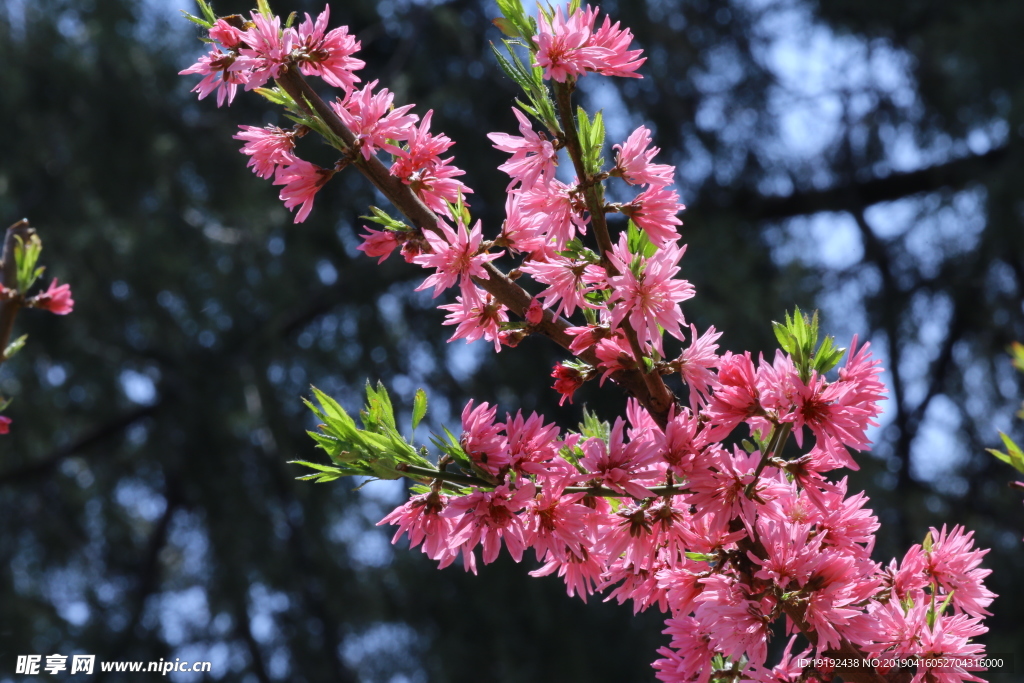 菊花桃