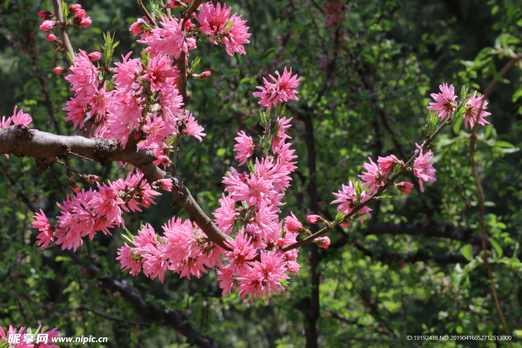 菊花桃
