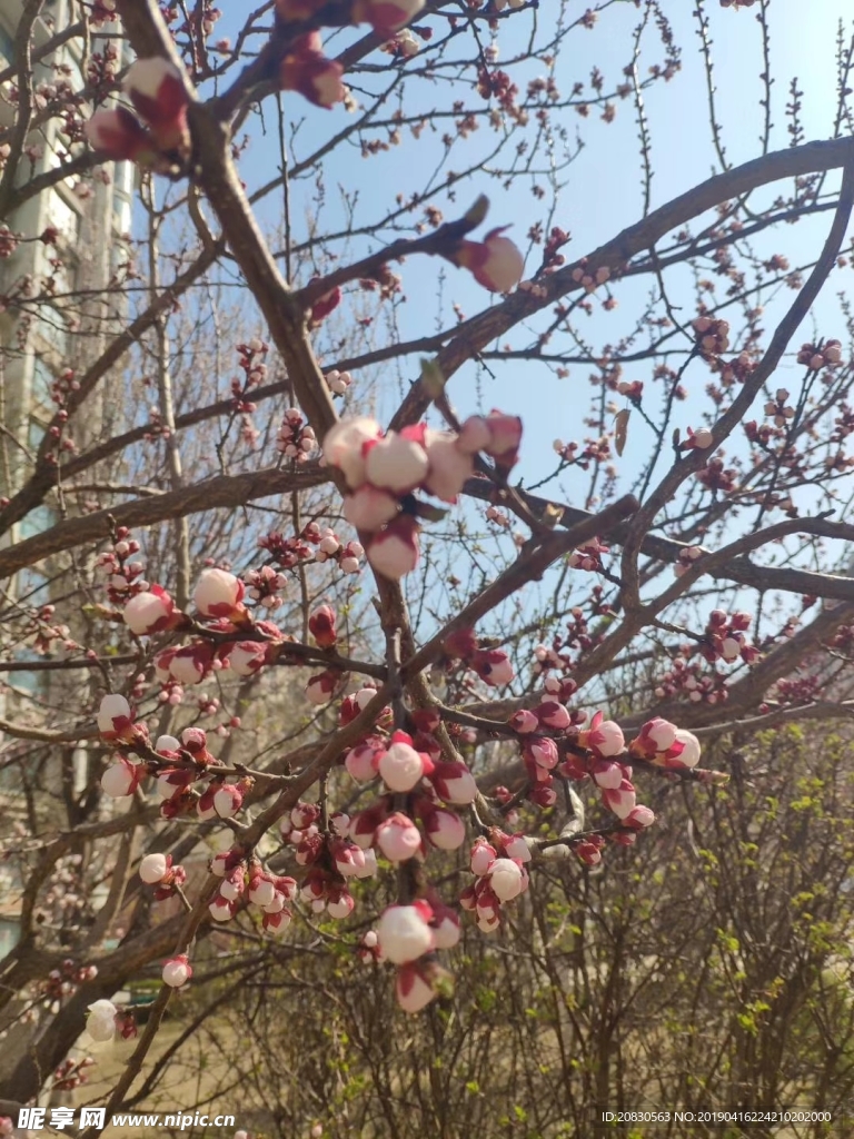 桃花