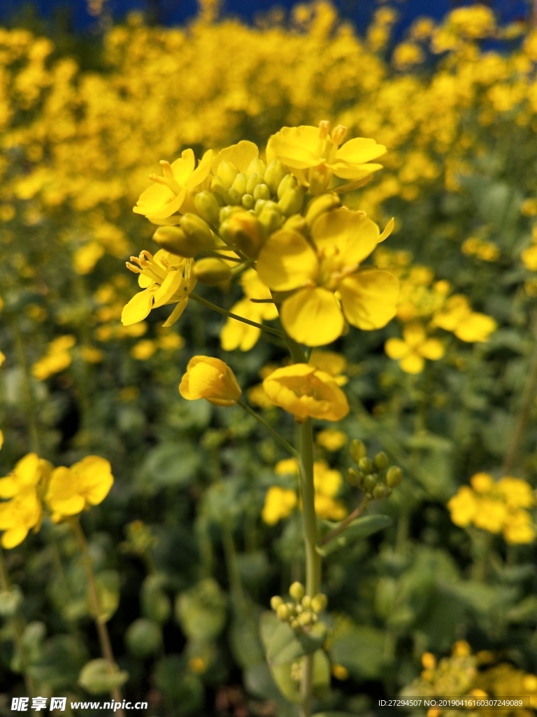油菜花