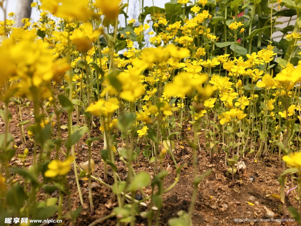 油菜花