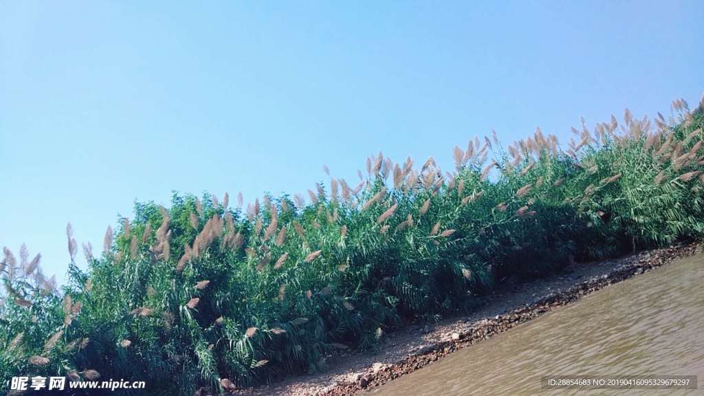 古堰画乡 芦苇荡