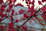 樱花 写真 树枝