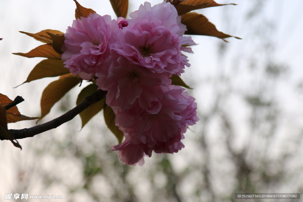 一簇樱花 特写