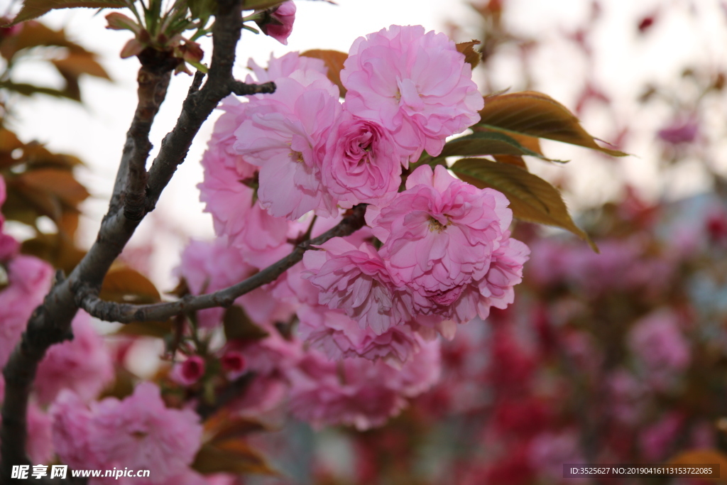 樱花 特写