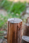 树墩 木桩 木头墩子 木头