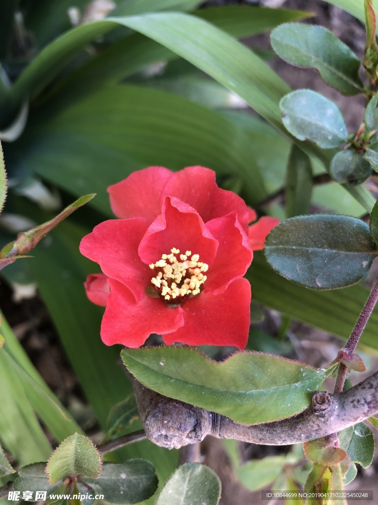 红色花朵 花 海棠花 红梅