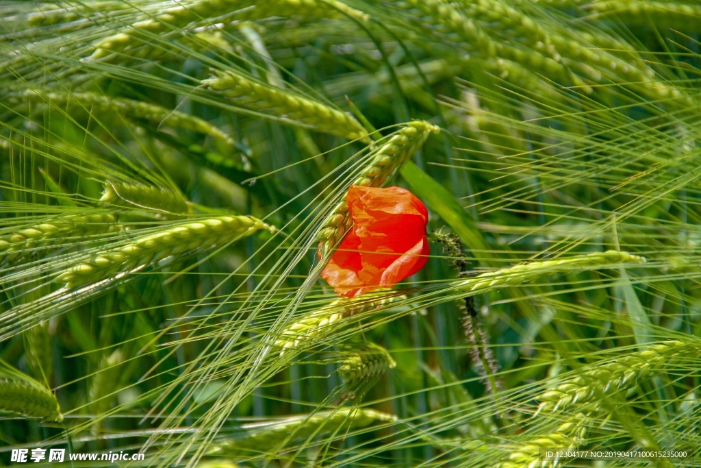 花