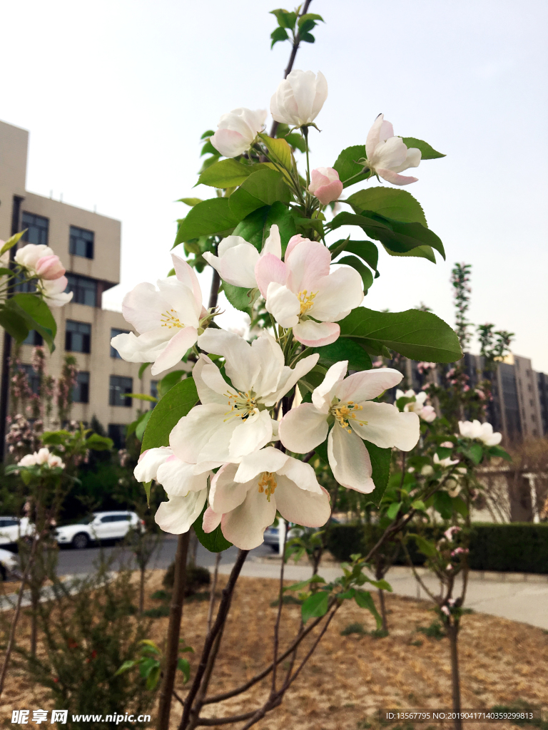 花
