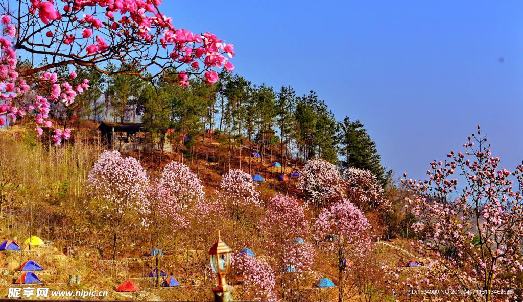山坡上的花