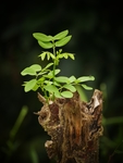 绿植发财树