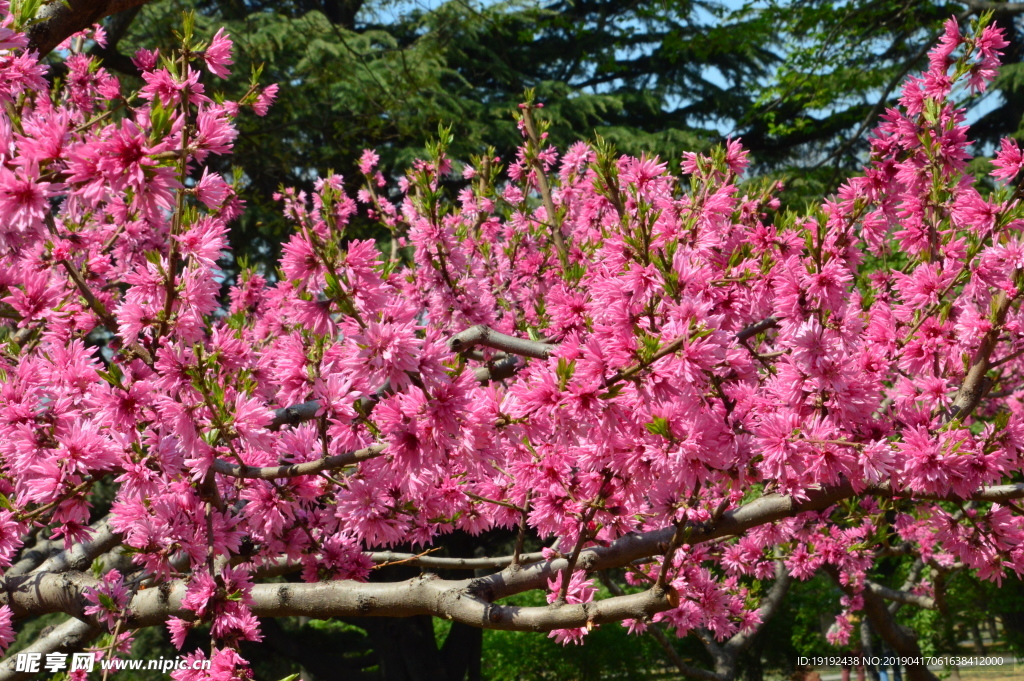 菊花桃