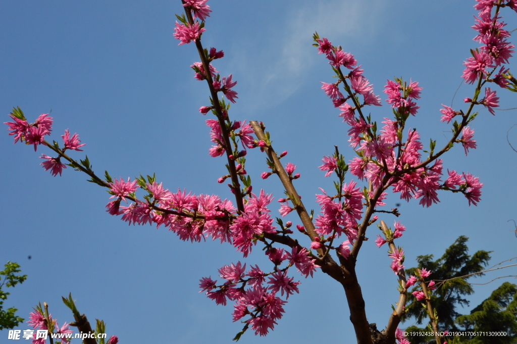 菊花桃