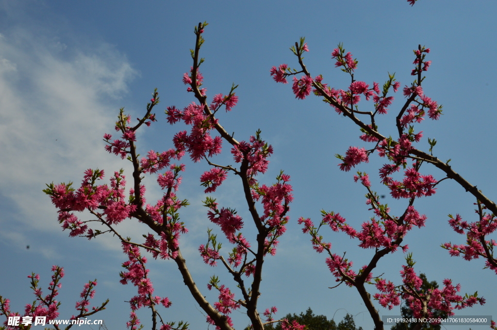 菊花桃