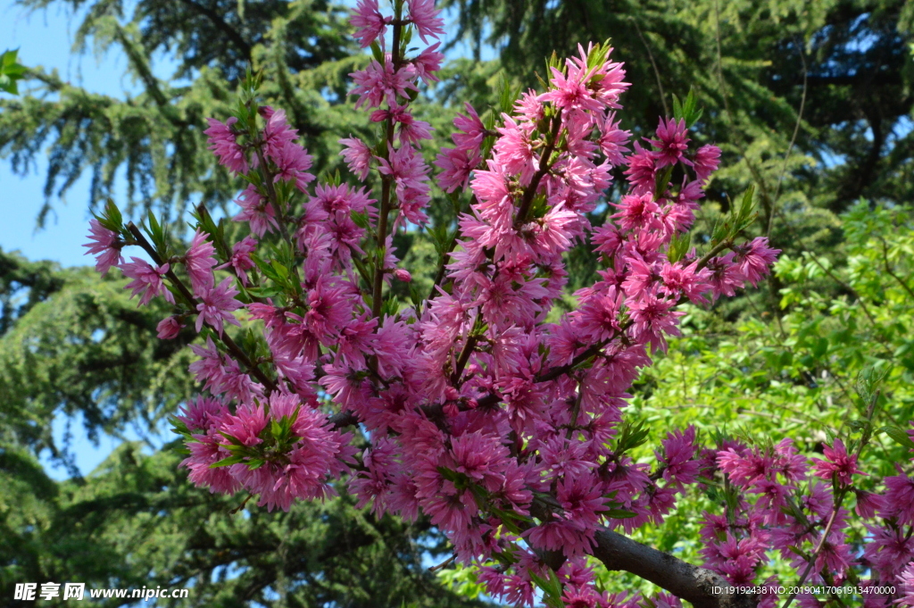菊花桃