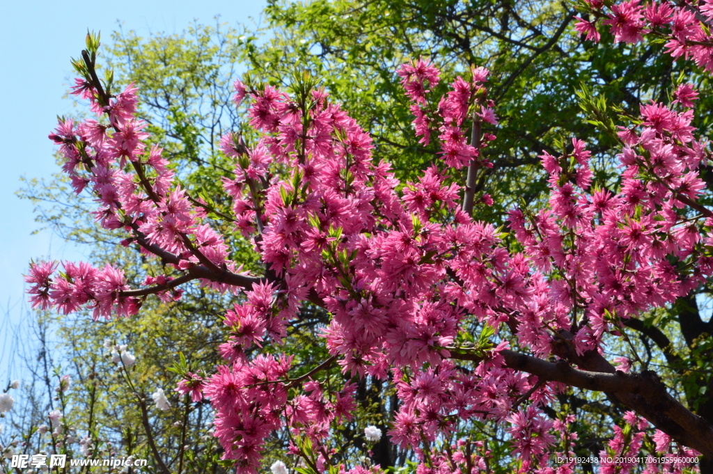 菊花桃