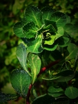 绿色植物上的露珠