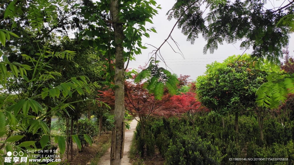 红豆杉基地林木图片下载