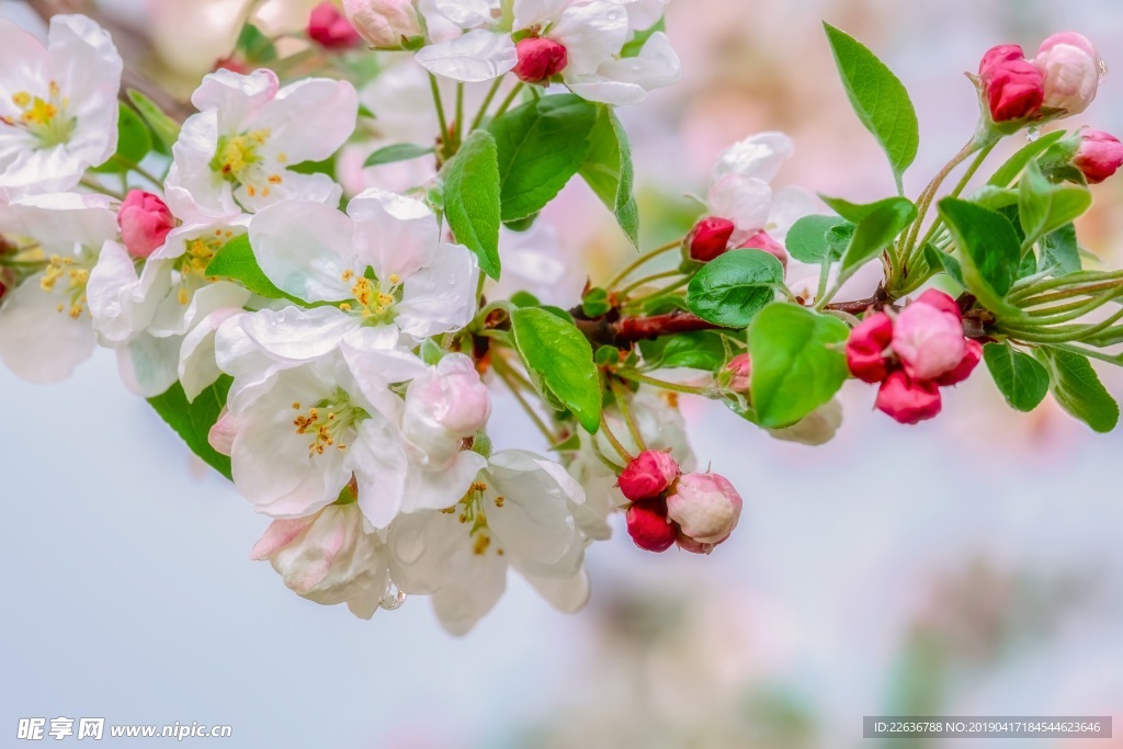 沂源张家庄苹果树花朵苹果园4k