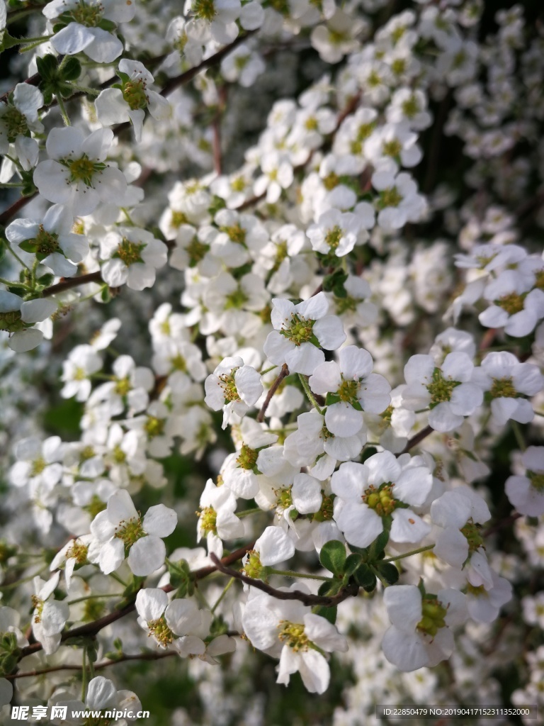 珍珠绣线菊
