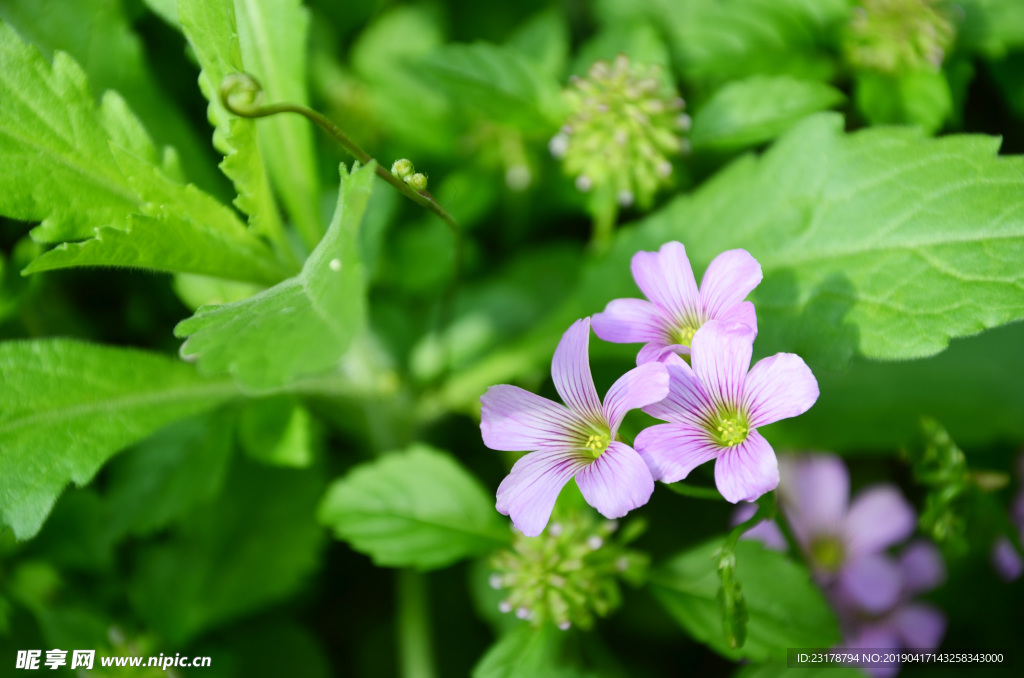 路边小花