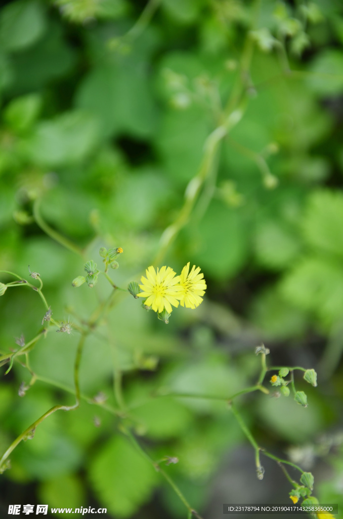 路边小花