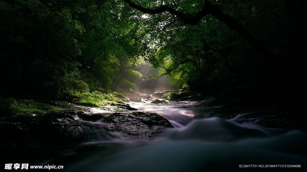 森林 流水 溪水 树