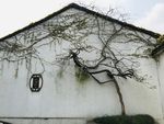 拙政园房屋墙面缠绕树枝