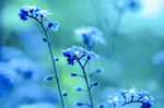 蓝花