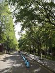 山东农业大学 林荫大道