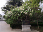 泰山-泰安烈士陵园