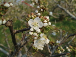 樱桃花开