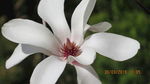 玉兰花