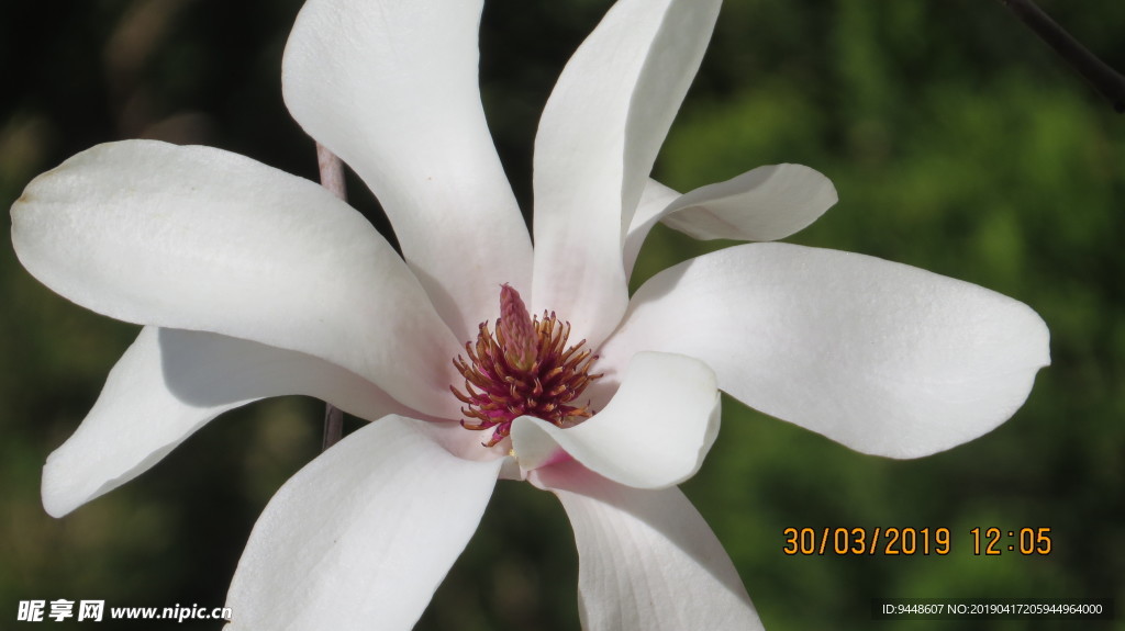 玉兰花