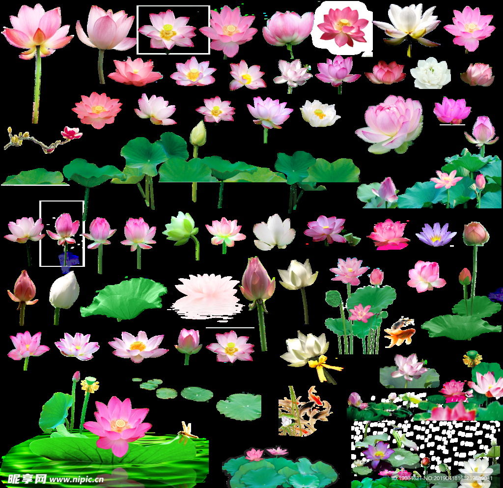 莲花