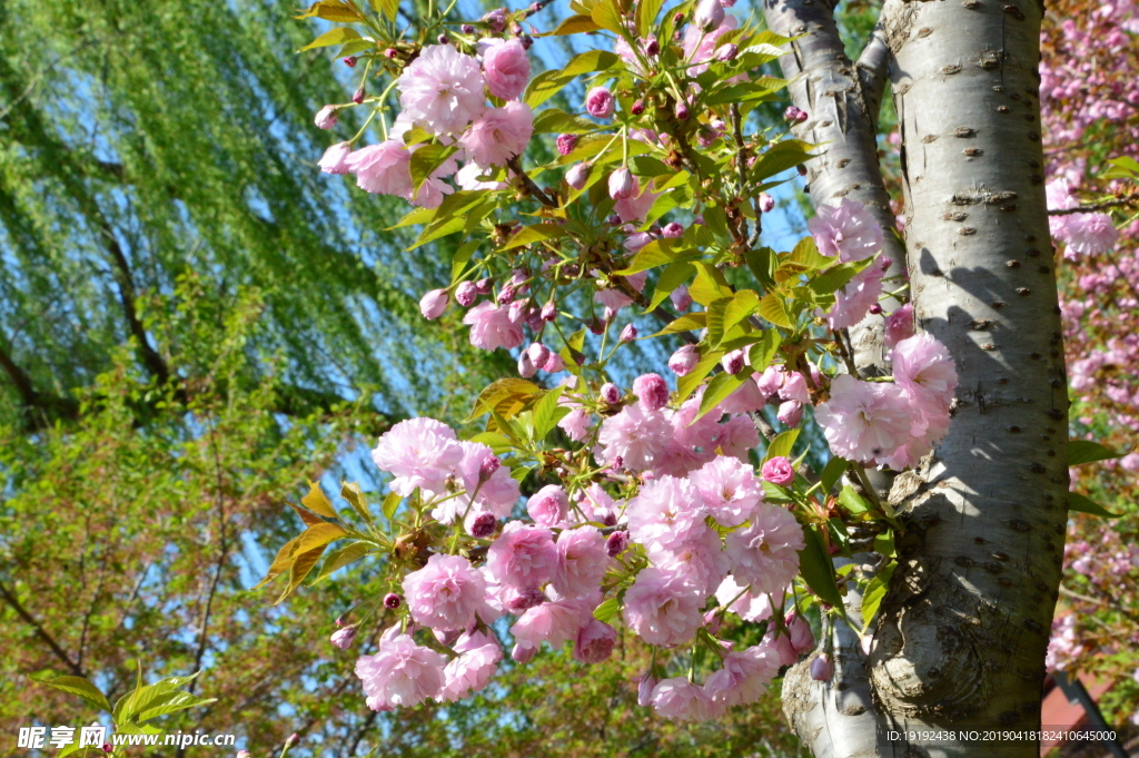 关山樱