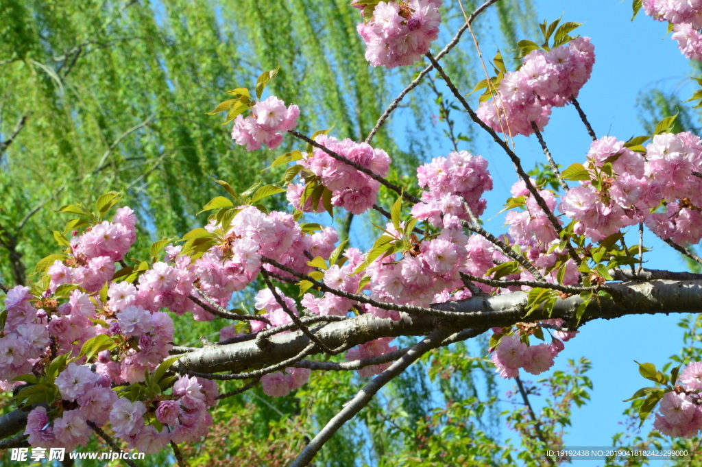 关山樱