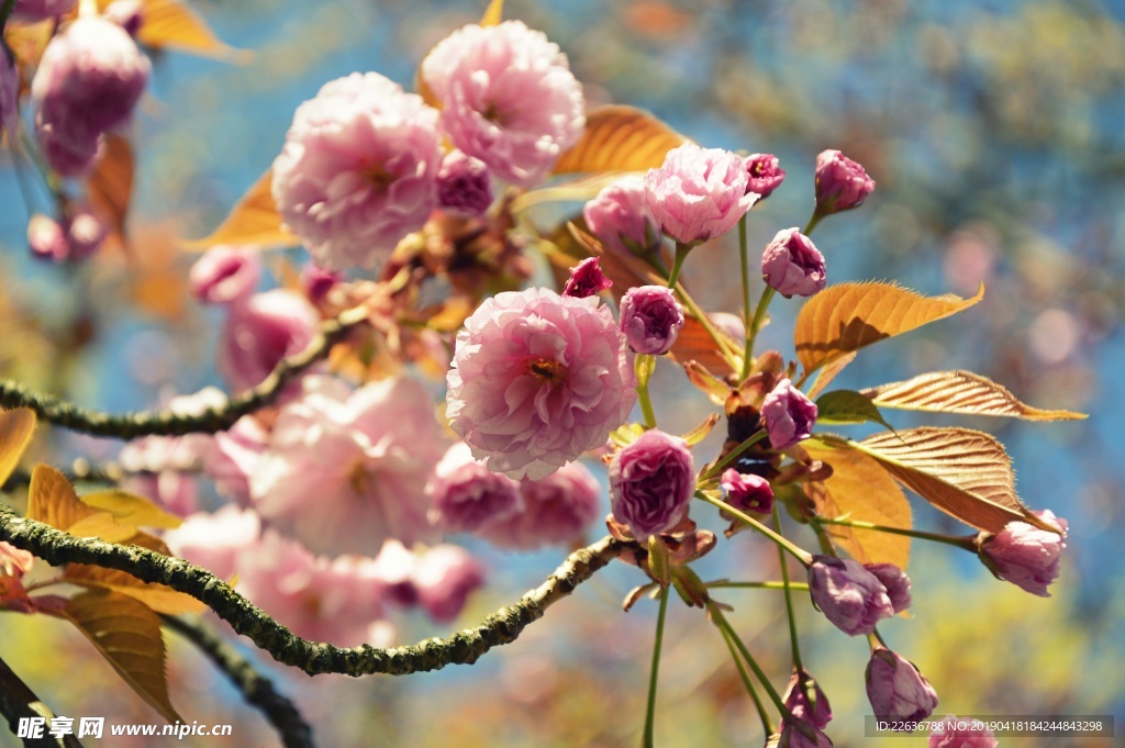 康乃馨樱花植物8k图片素材壁纸