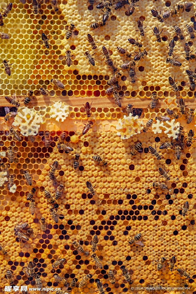 蜜蜂昆虫动物群体蜂窝图片素材