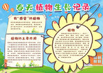 植物小报