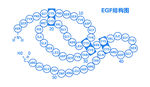 EGF 结构图