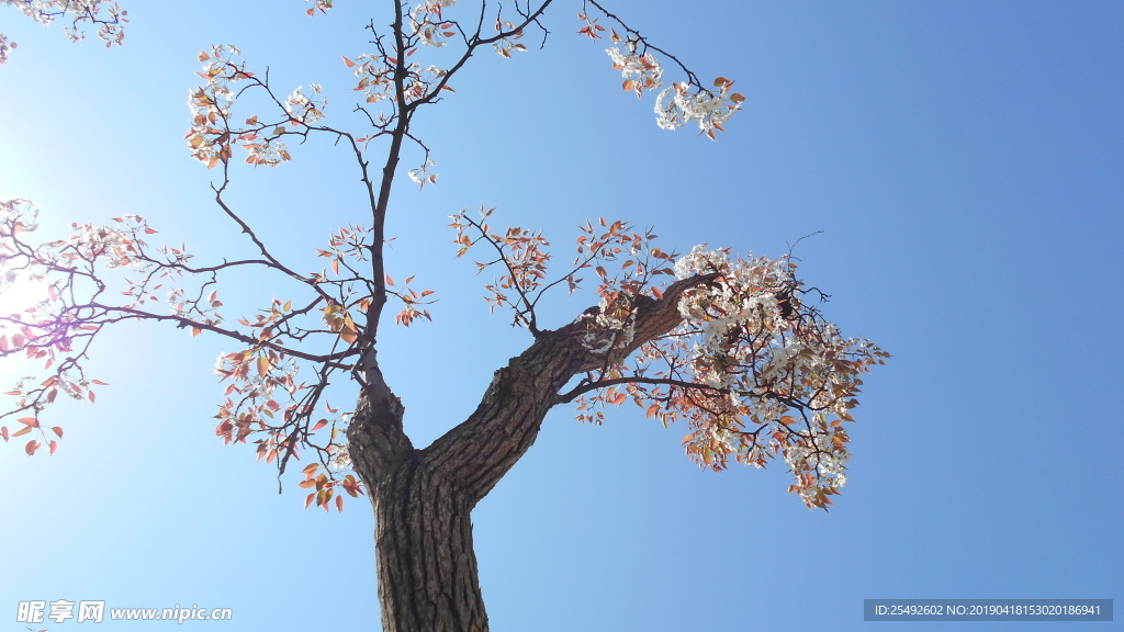 梨花