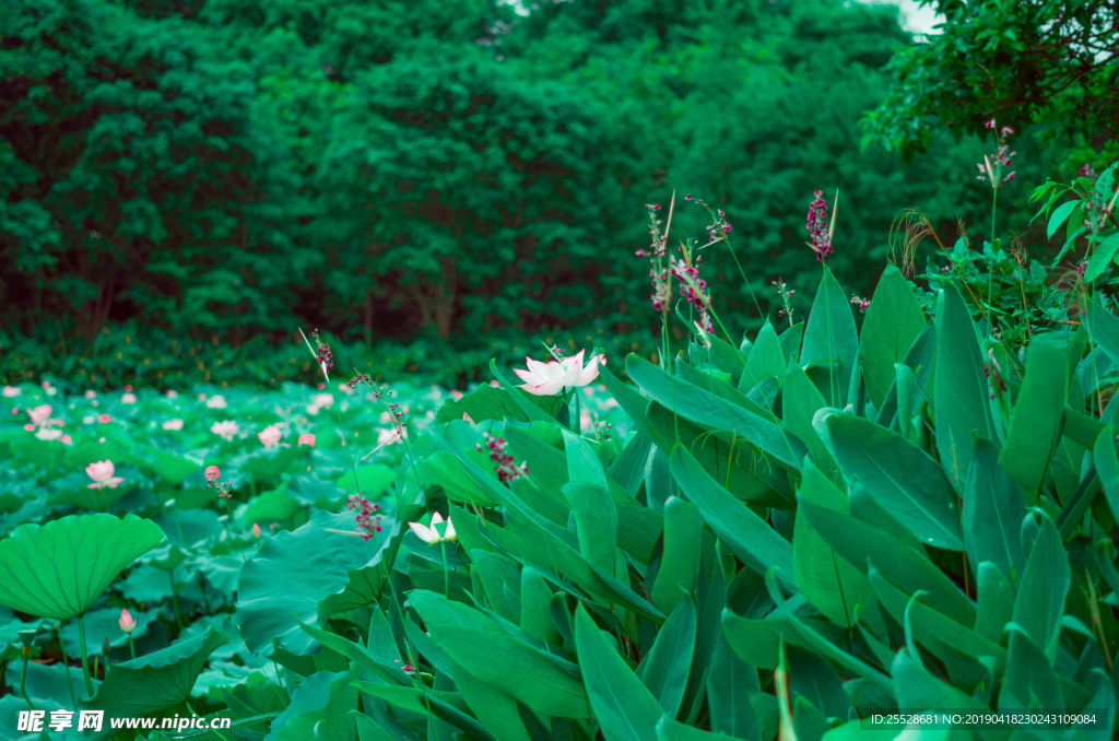 荷花