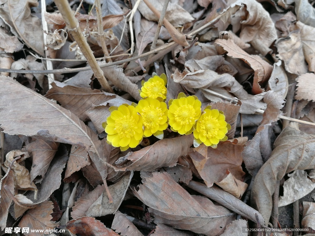 冰凌花