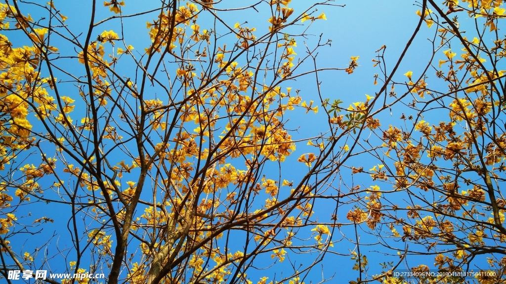 云梯山花海