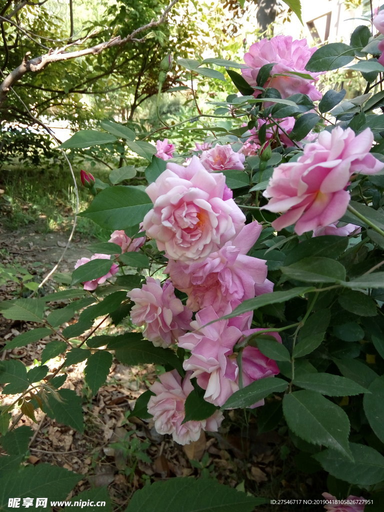 玫瑰