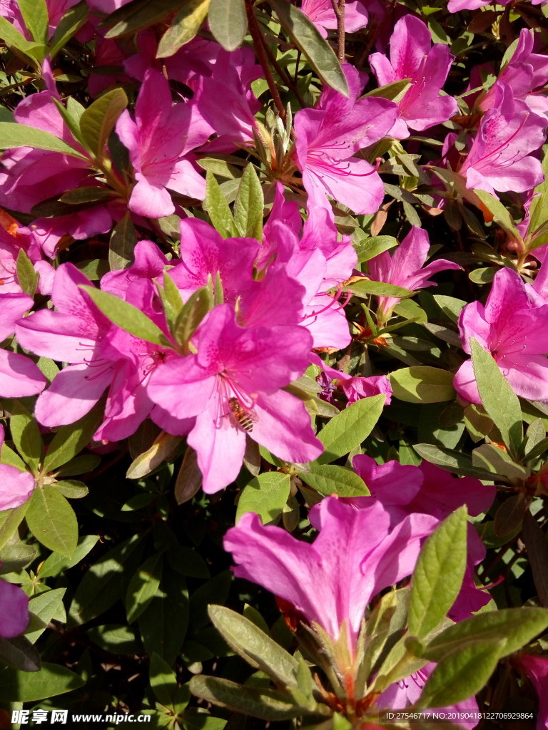 杜鹃花